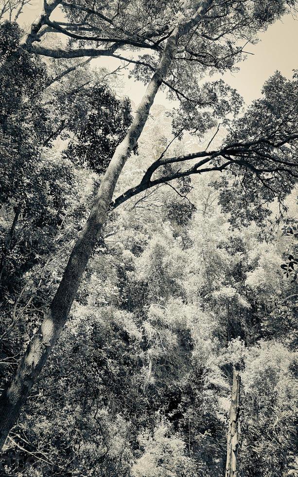 Natur und Wald in Afrika. Nationalpark Tafelberg. foto