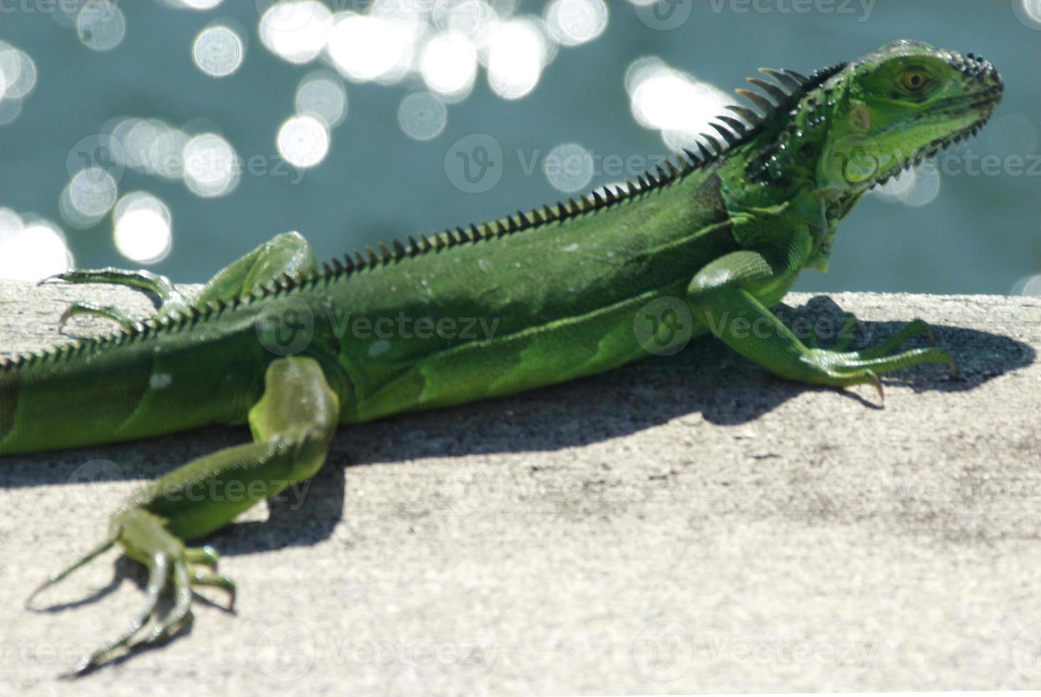 leguane sind eine gattung von echsen, die in den tropen von mittelamerika, südamerika und den karibischen inseln leben. Diese Eidechsen wurden erstmals von einem österreichischen Zoologen beschrieben, Makrotapete, Leguan foto