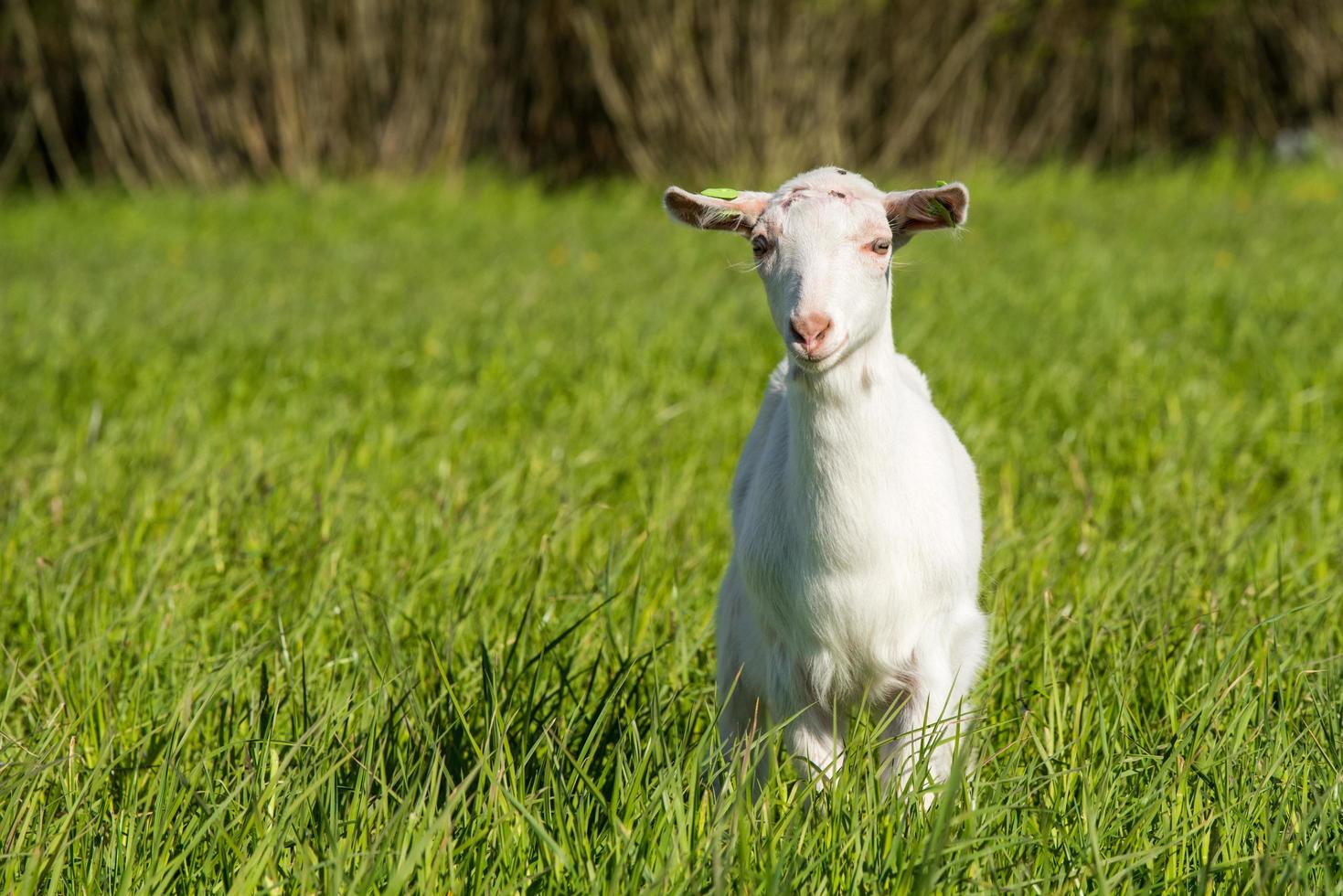 junge weiße Ziege im grünen Gras foto