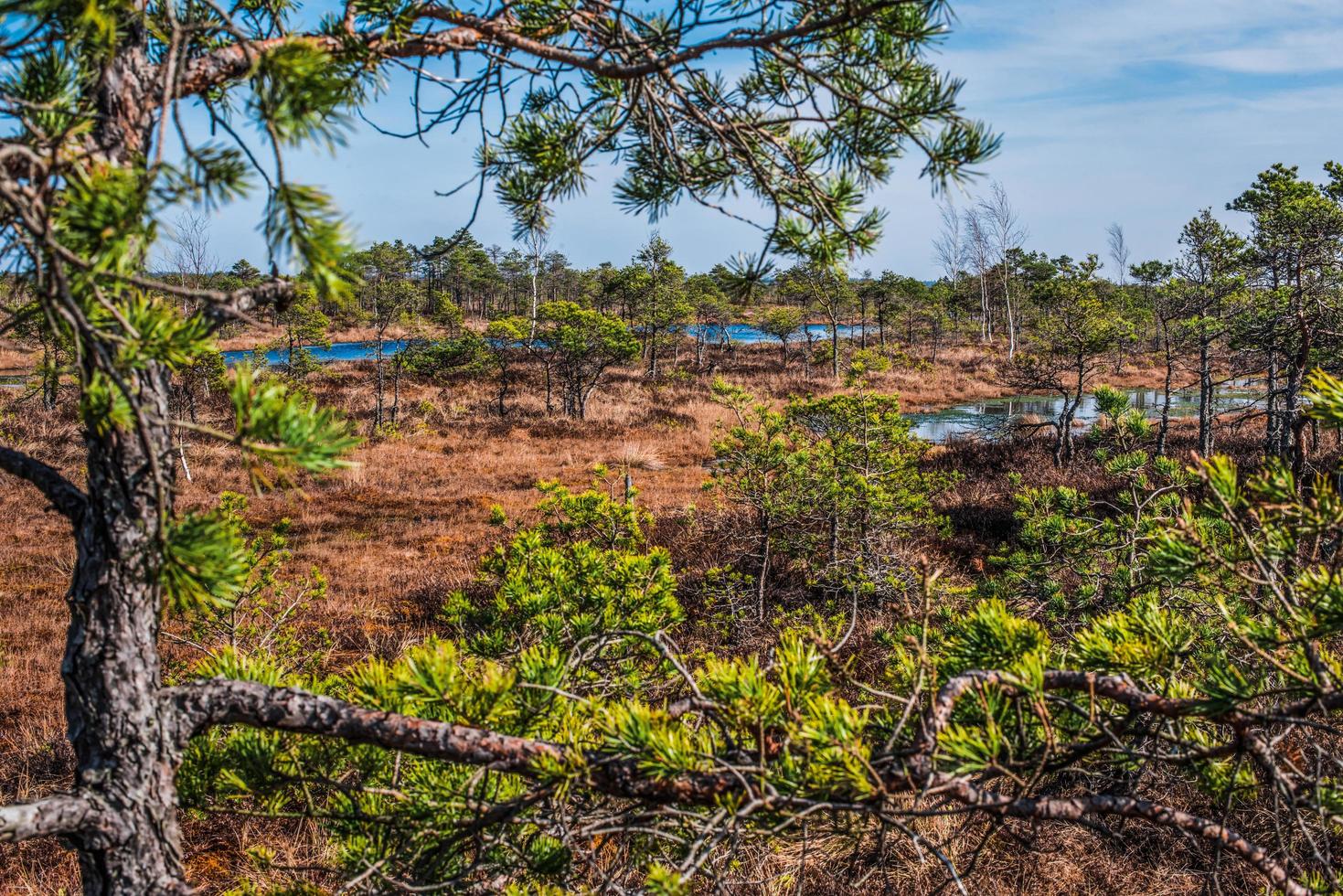 Sumpf, Bäume und bewölkter blauer Himmel im Kemeri-Nationalpark in Lettland foto