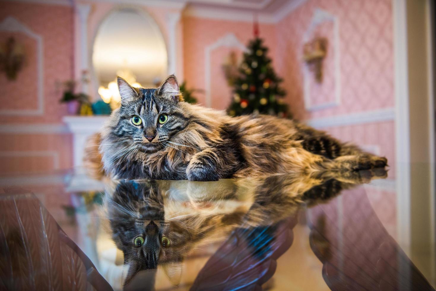 Porträt der norwegischen Katze auf Glastisch mit Weihnachtsbaum im Hintergrund foto