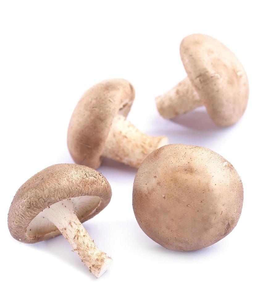 weiße Champignons foto