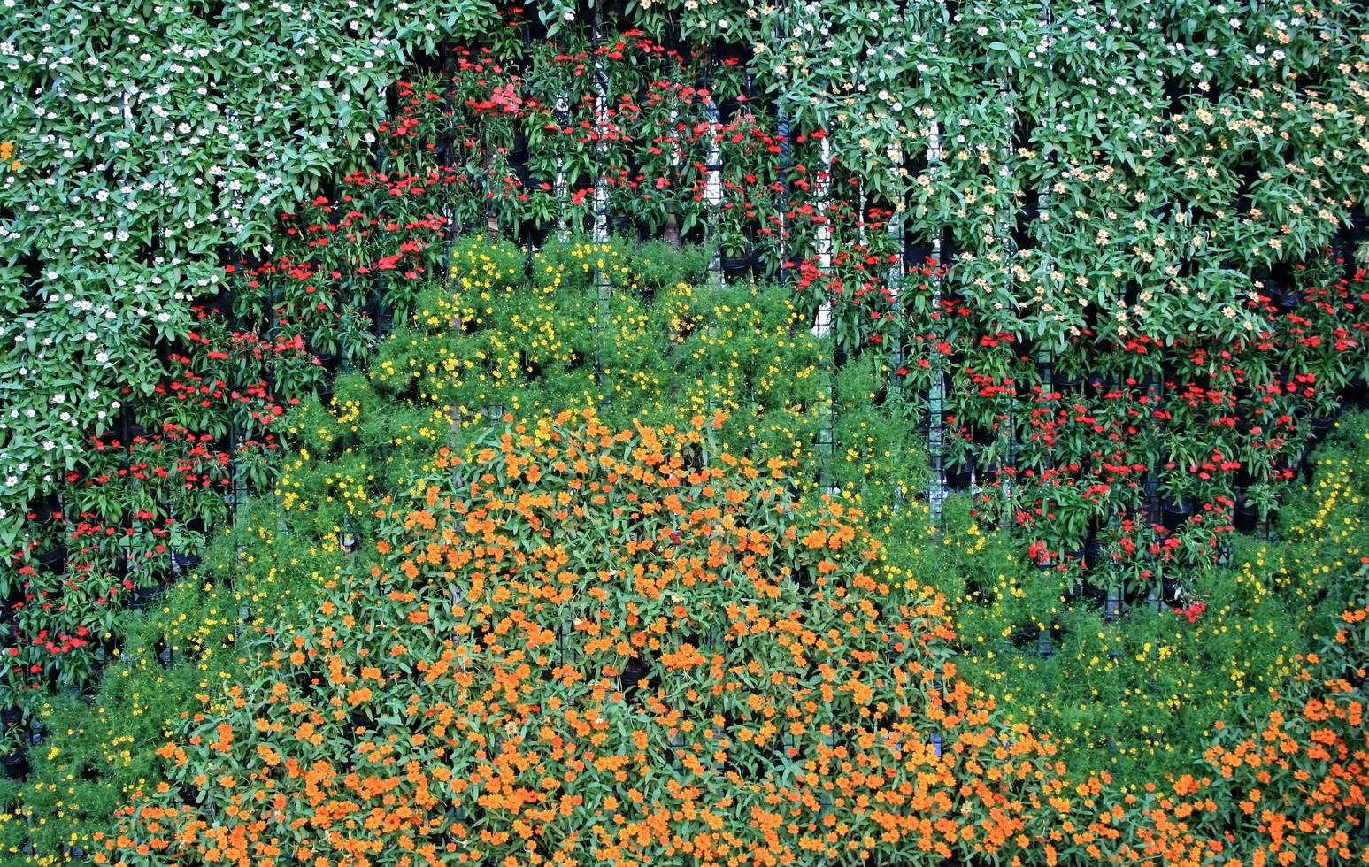 vertikale Wand aus Blumen foto