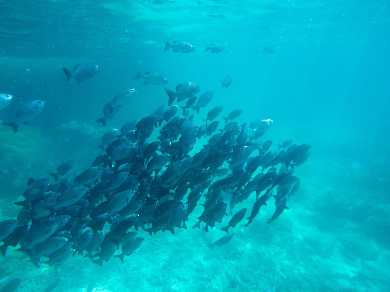 Fisch unter dem Meer foto