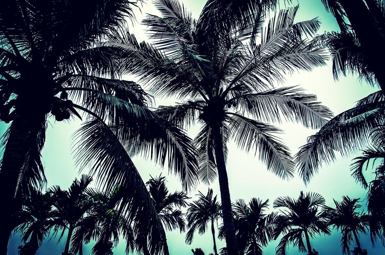 Palmen mit kontrastreichem Schnitt foto