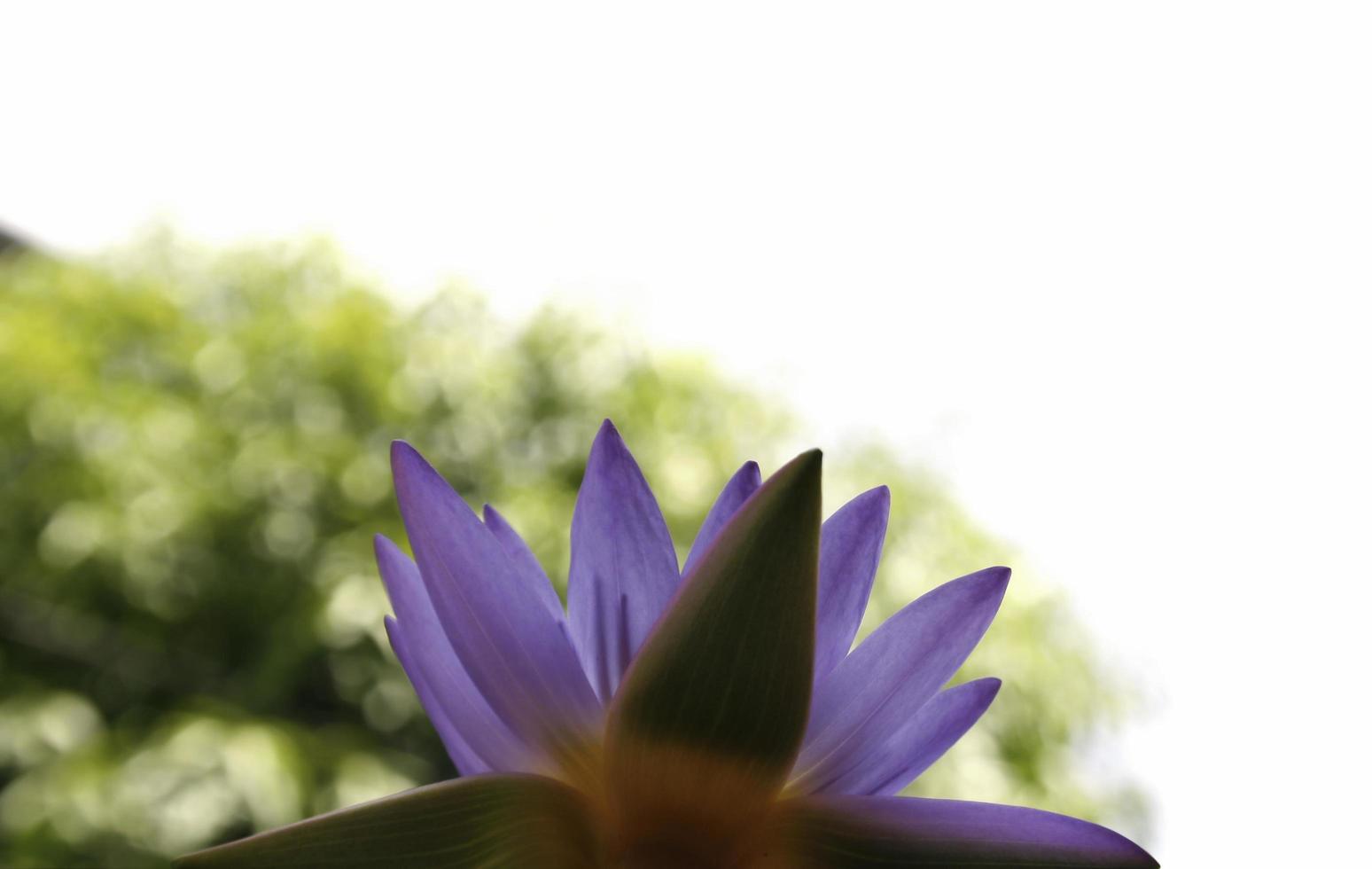 lila Lotusblume draußen foto