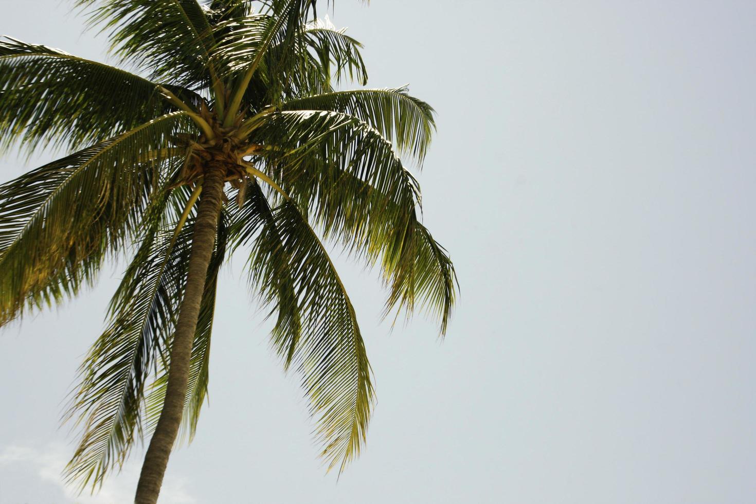 Palme und Himmel foto