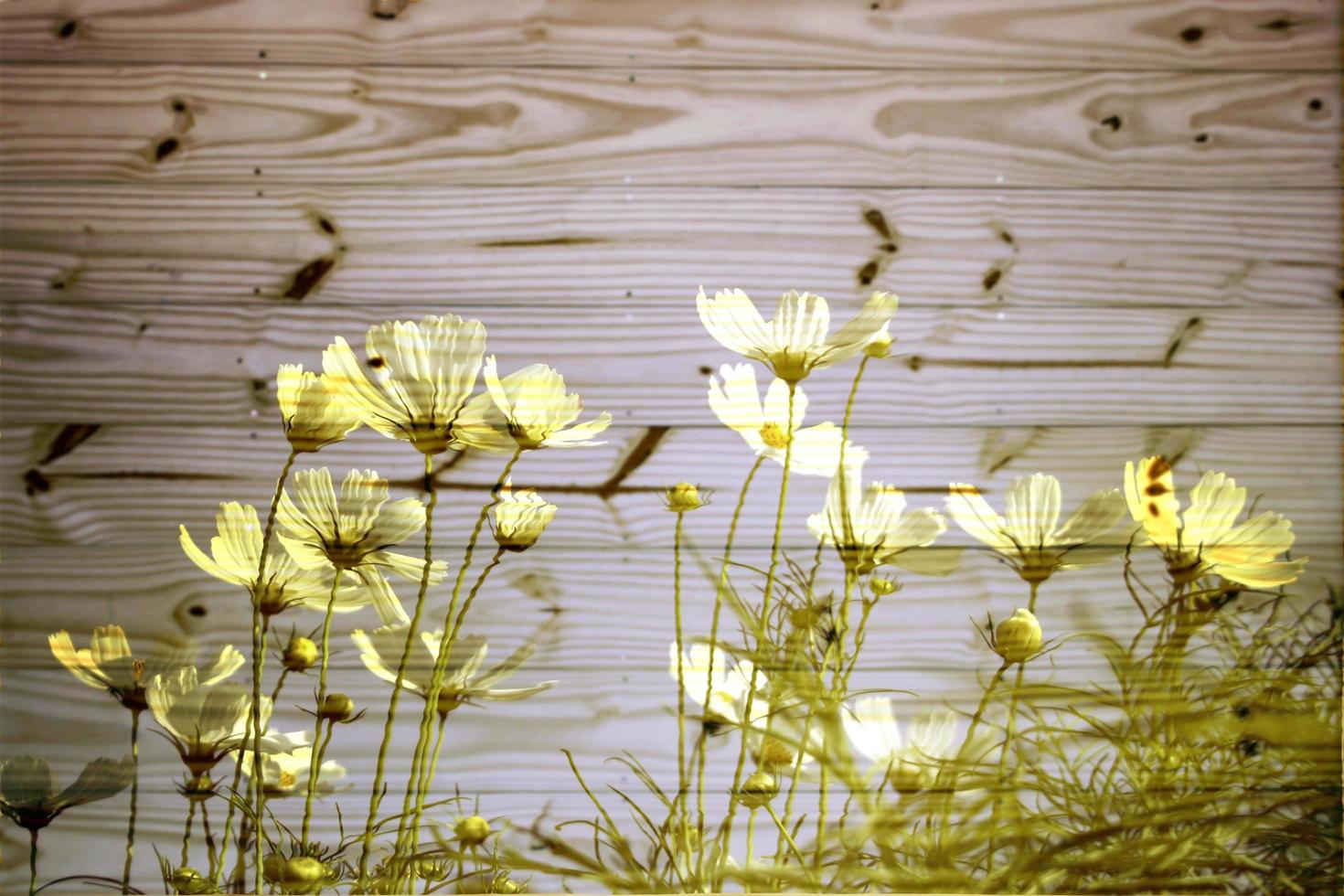 gelbe Blüten gegen Holz foto