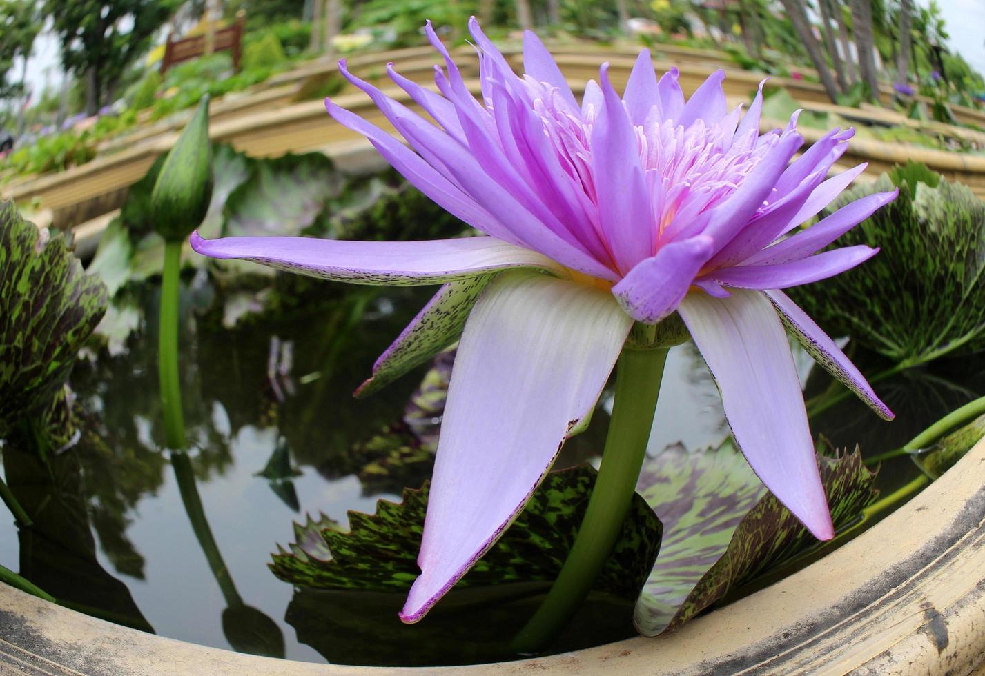 Fischaugenansicht der lila Blume foto