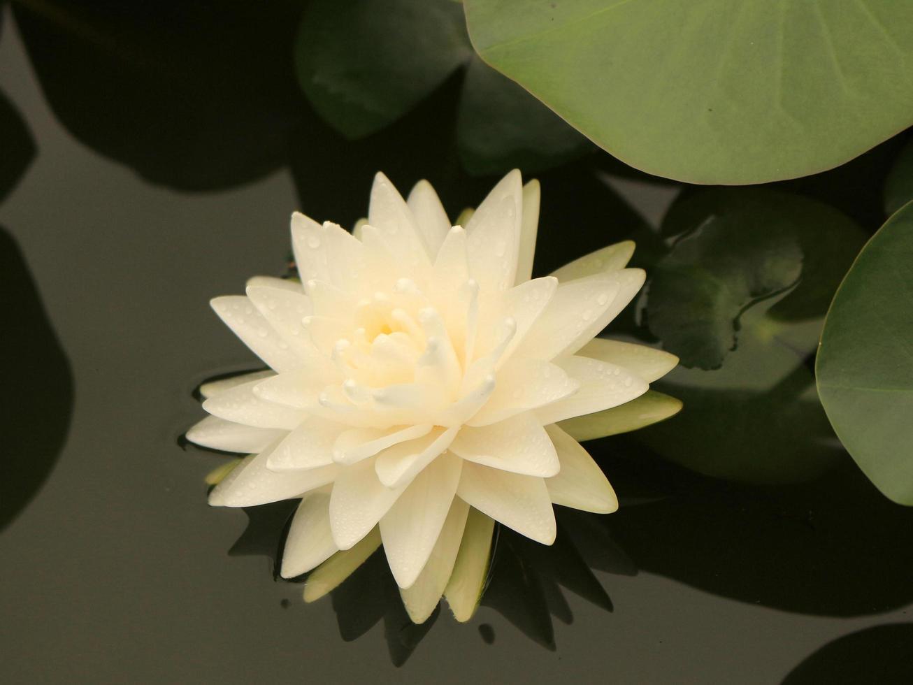 weiße Seerose im Teich foto