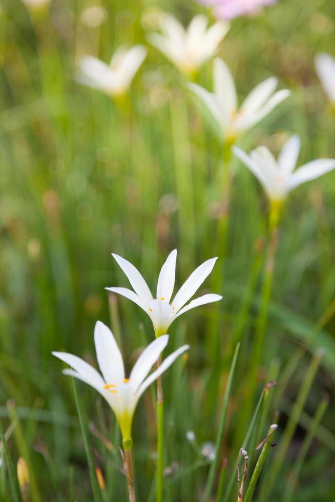 kleine Grasblumen foto