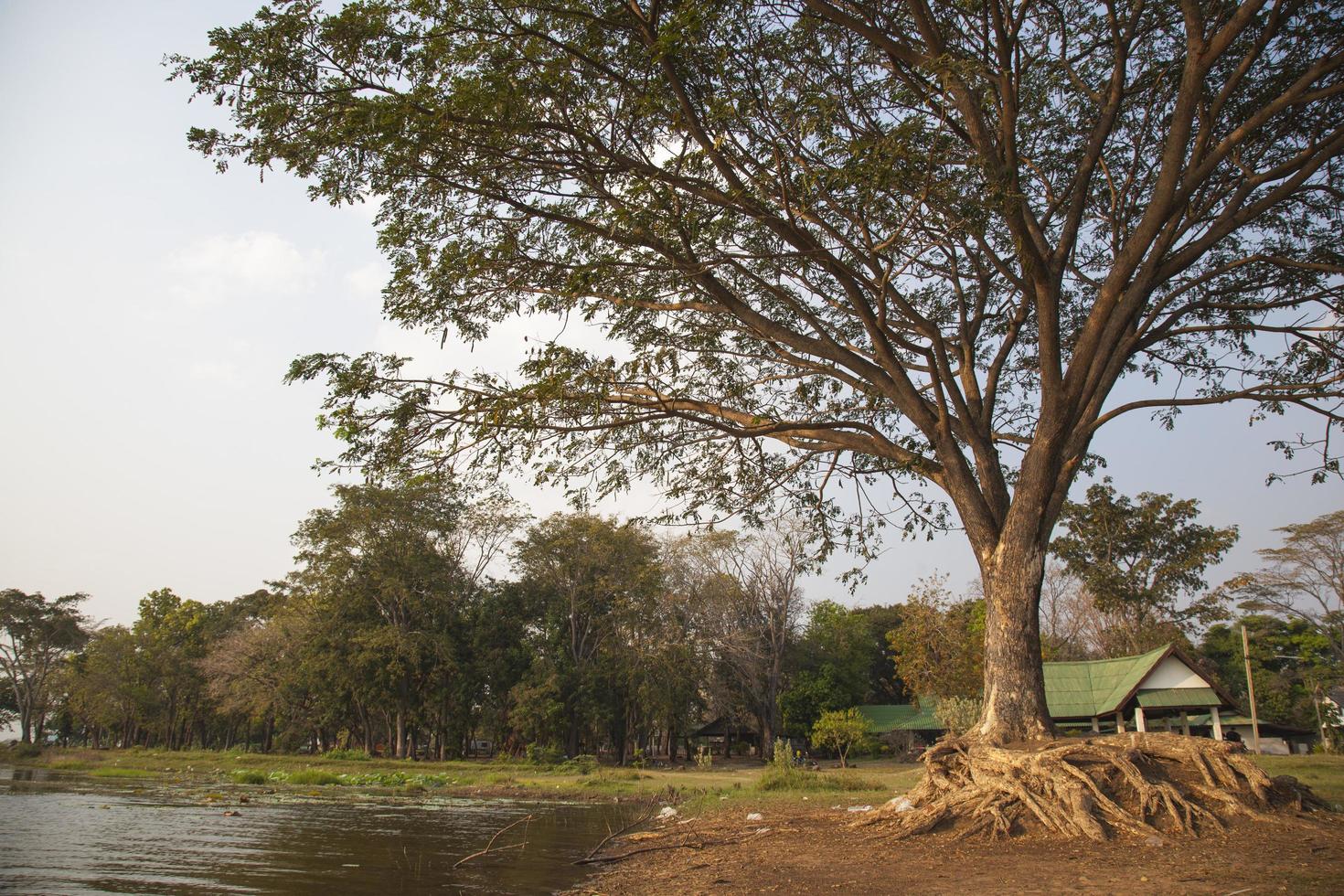 großer Baum in der Nähe des Wassers in Thailand foto