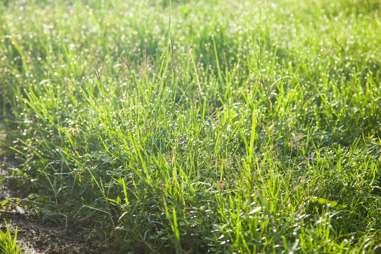 Gras auf dem Feld foto