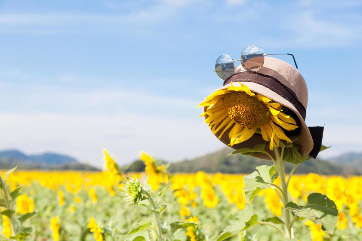 Hut und Sonnenbrille auf einer Sonnenblume foto