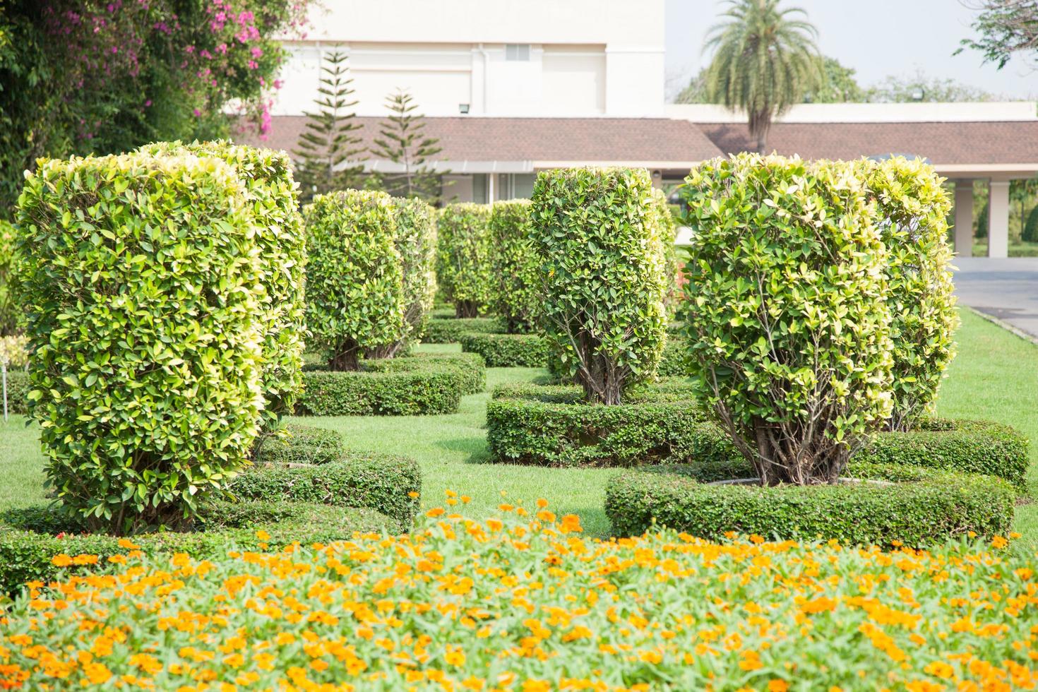 Büsche im Park in Thailand foto