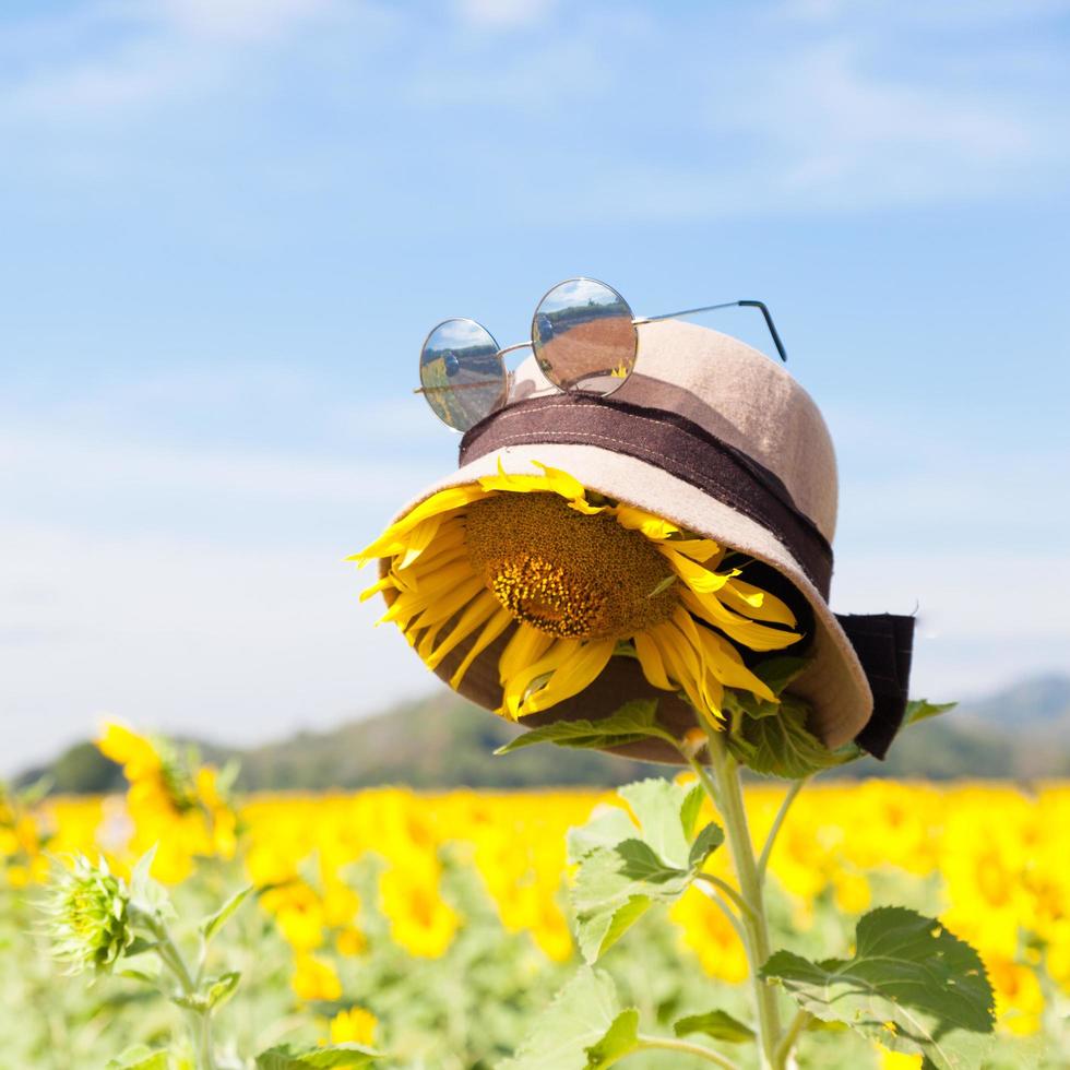 Hut und Sonnenbrille auf einer Sonnenblume foto