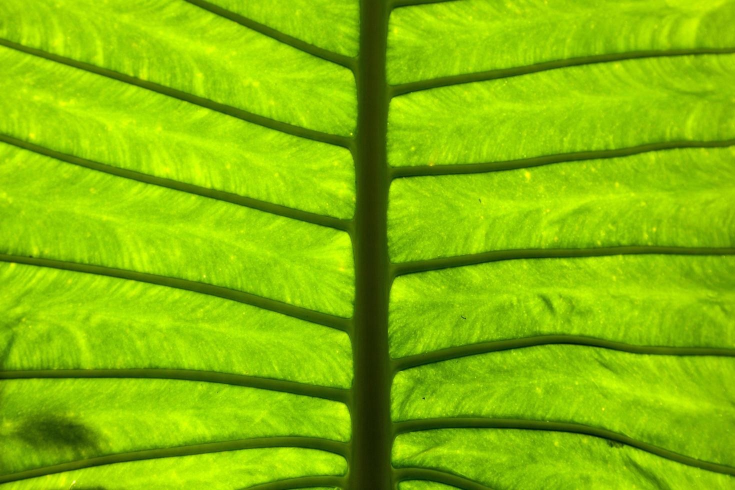 grüner Blatthintergrund foto