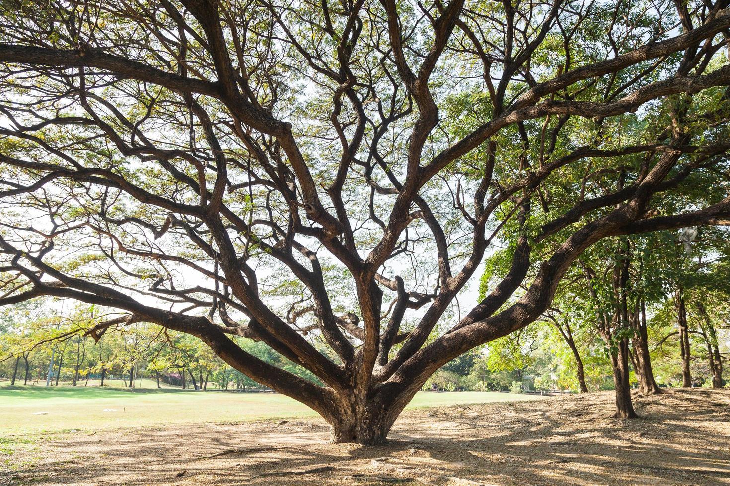 Baum auf dem Rasen foto