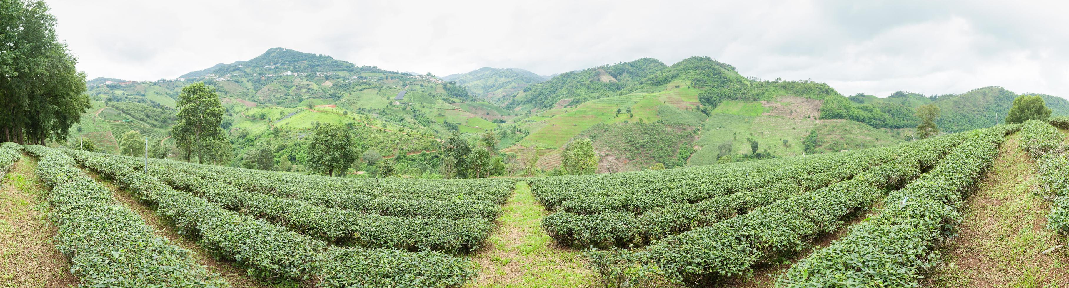 Teefarm in Thailand foto