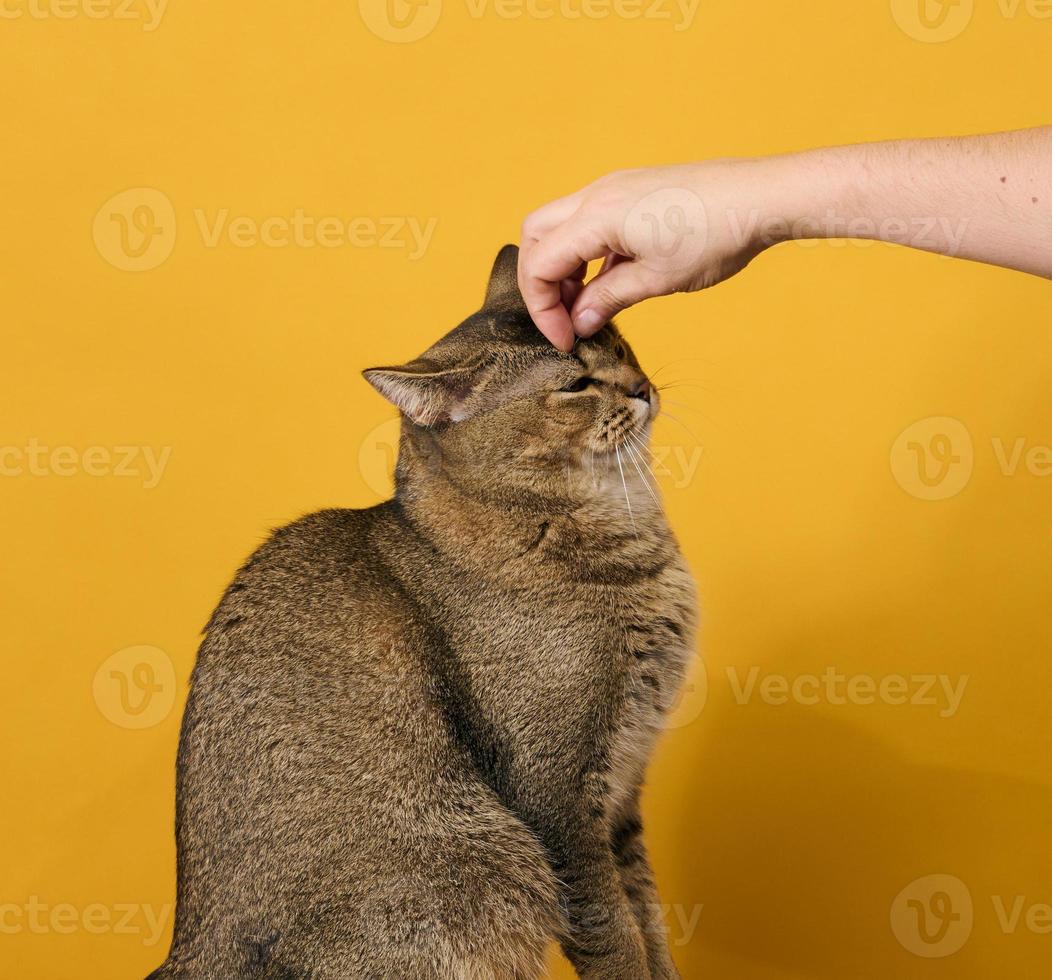 Erwachsene grau Katze, kurzhaarige schottisch gerade Ohren, sitzt auf ein Gelb Hintergrund. Frau Hand streicheln das Kopf von ein Tier foto