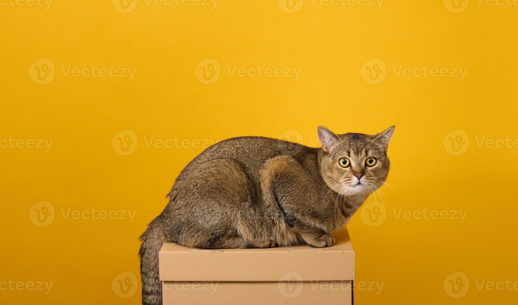 Erwachsene grau Katze, kurzhaarige schottisch gerade Ohren, sitzt auf ein Gelb Hintergrund. das Tier sitzt auf ein braun Karton Box foto