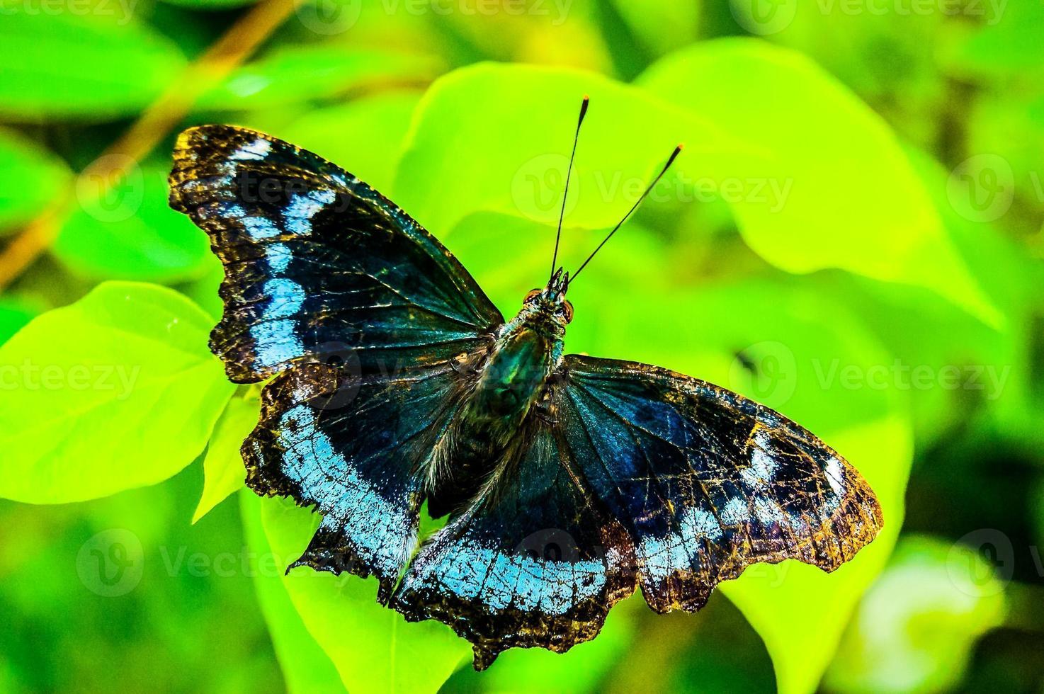 klein Blau Schmetterling foto