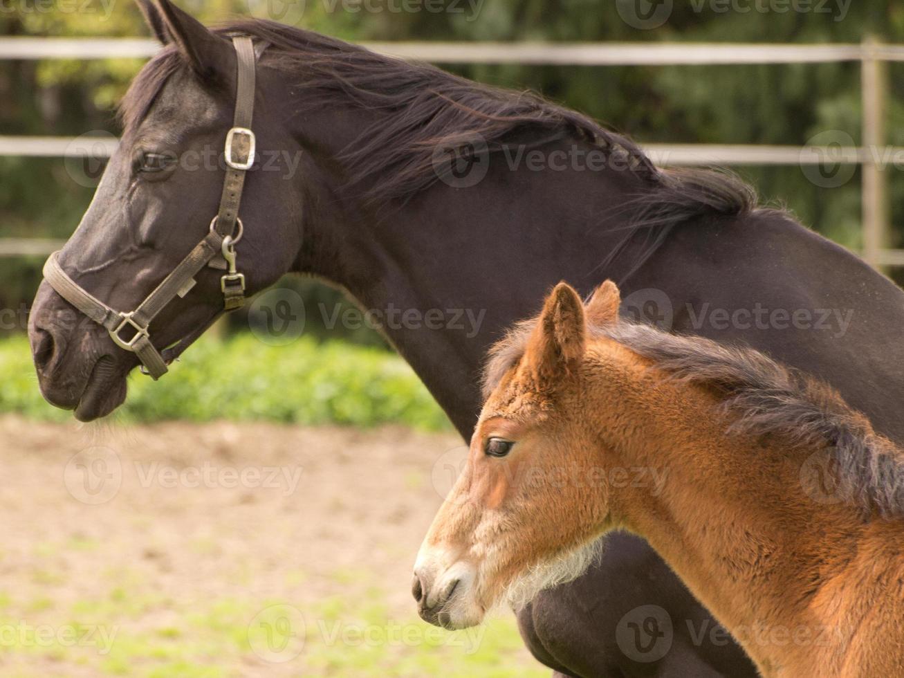 Pferd und Fohlen foto