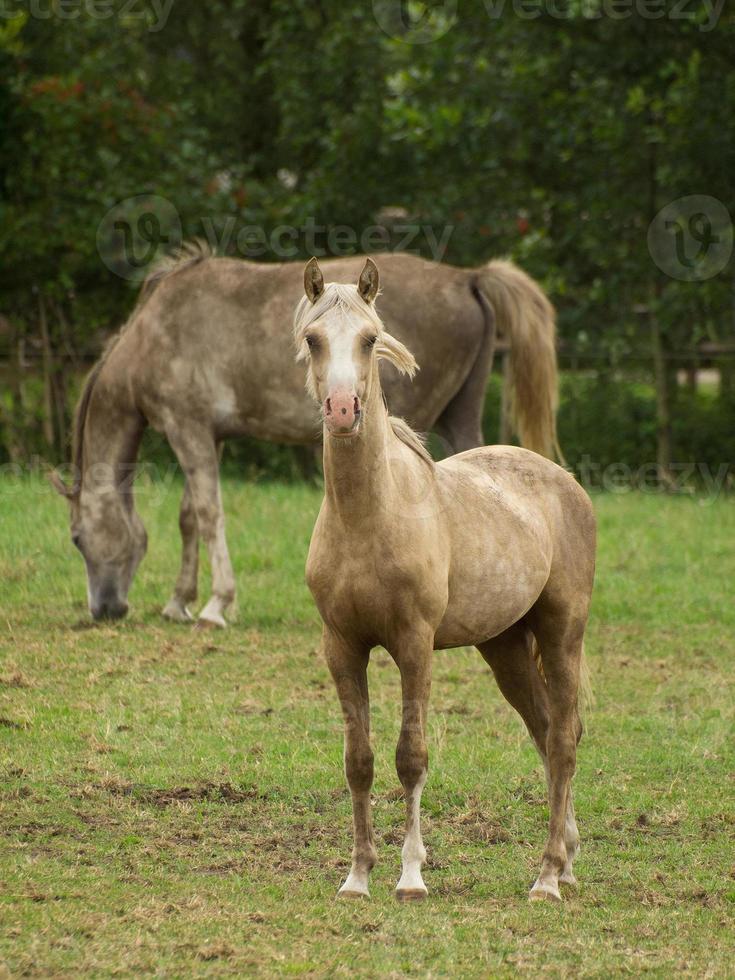 Pferde auf einer deutschen Wiese foto