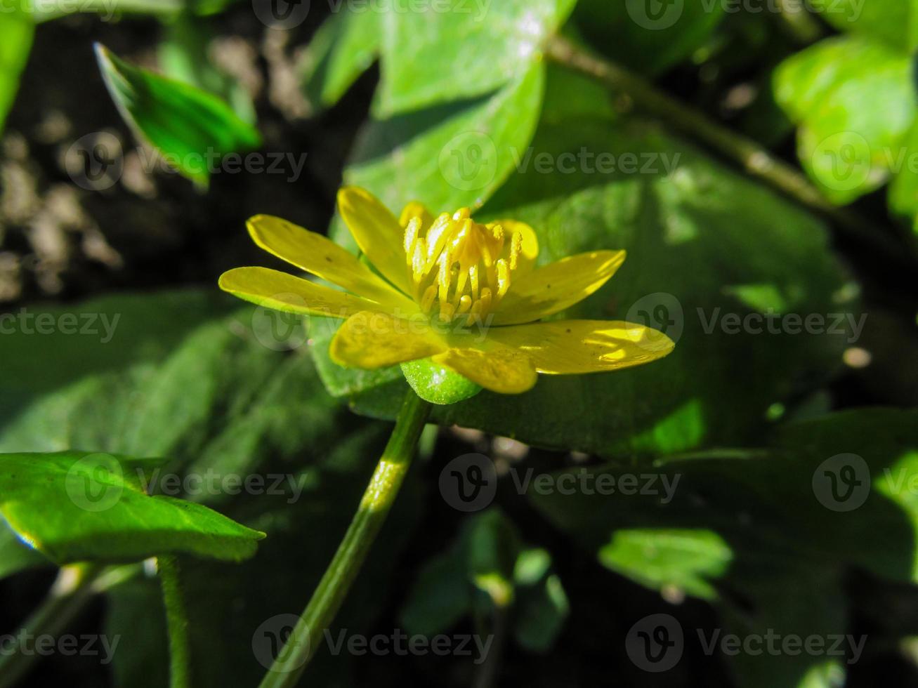 wild Sumpf Ringelblume Blume im das Frühling foto
