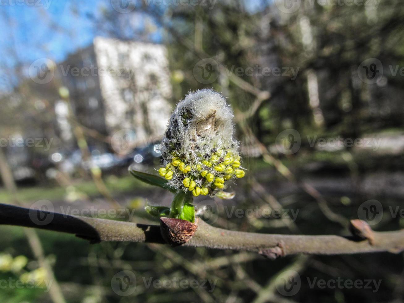 Makro von blühen Weidenkätzchen foto