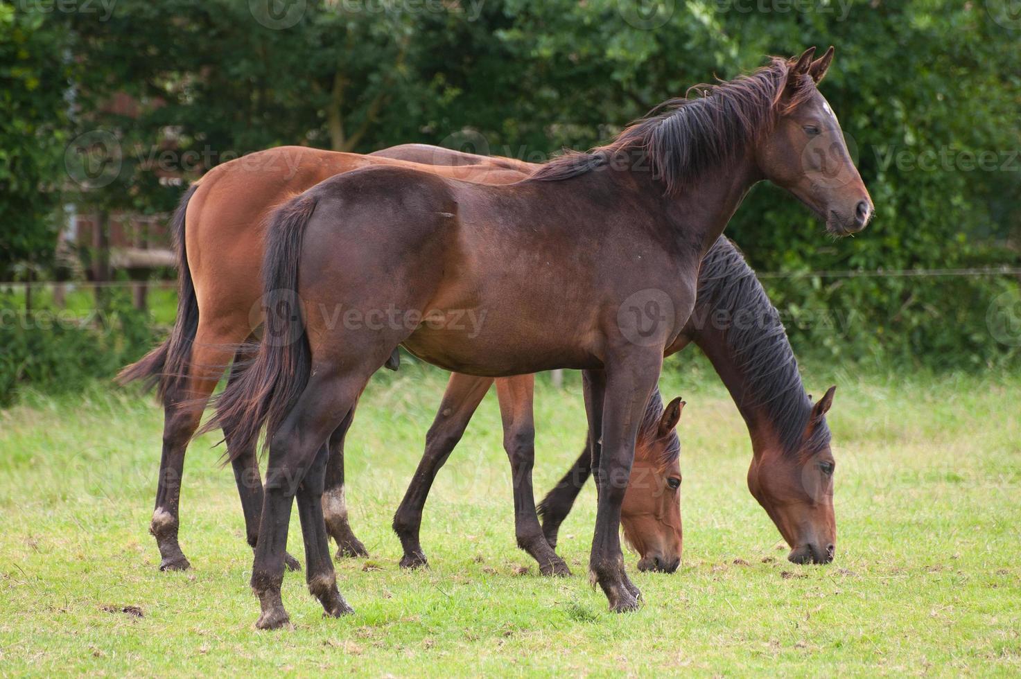 Pferde im Deutschland foto