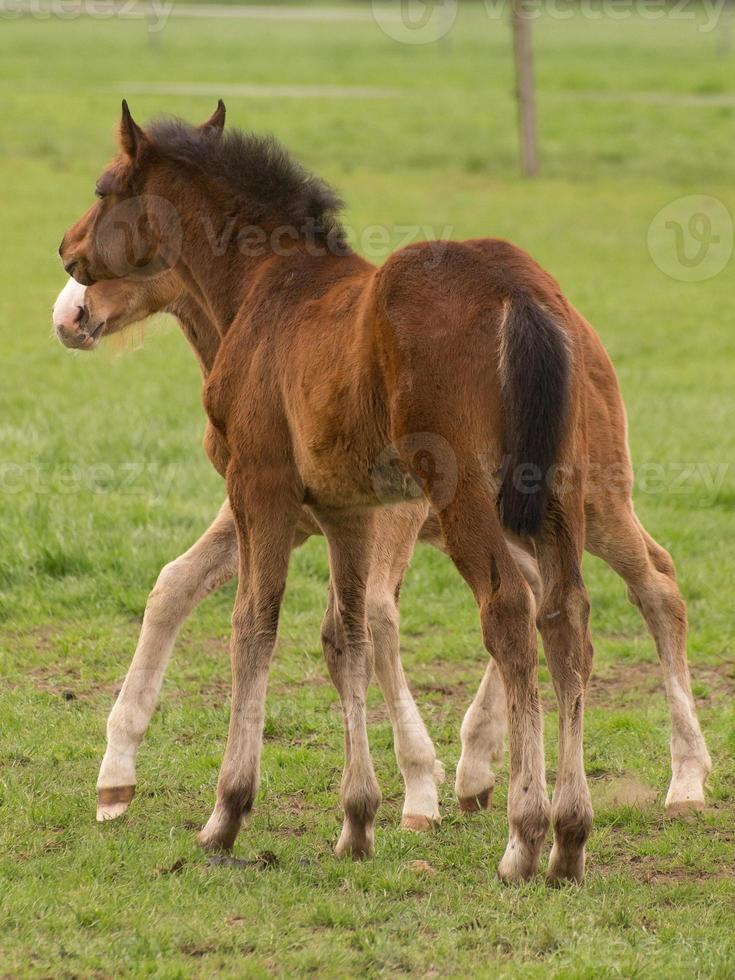 Pferd und Fohlen foto