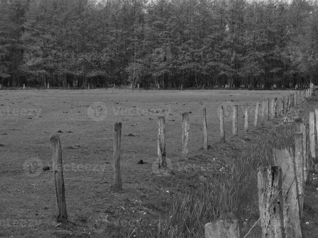 wild Pferde auf ein Feld foto