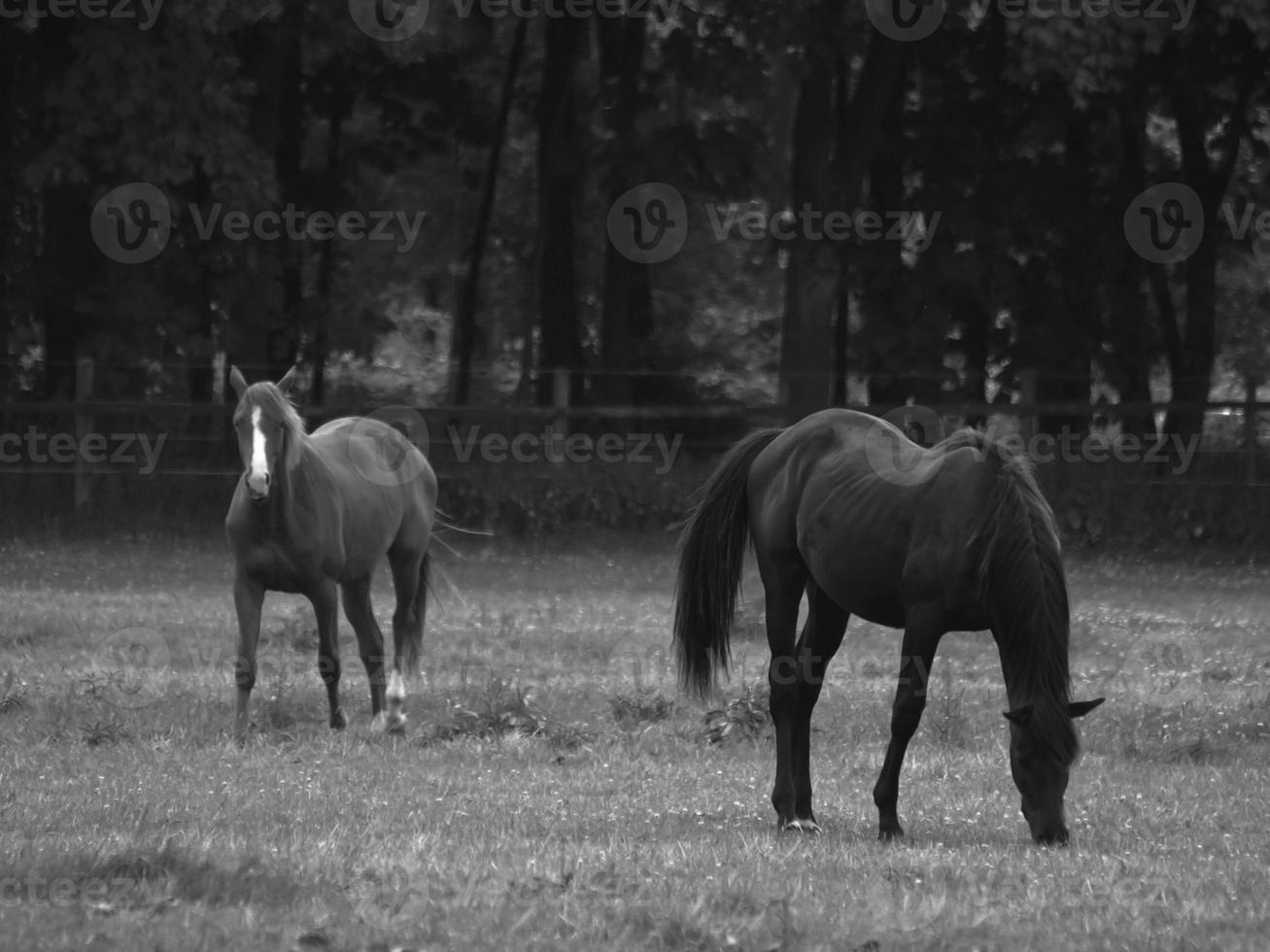 Pferde in westfalen foto