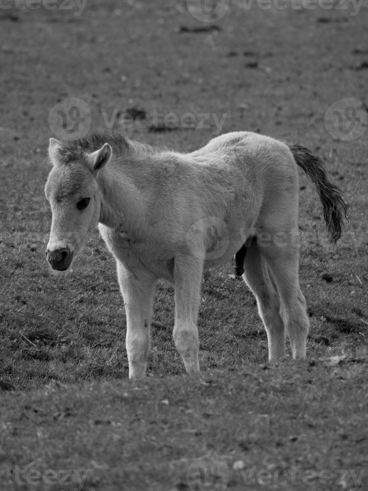 wild Pferde auf ein Feld foto