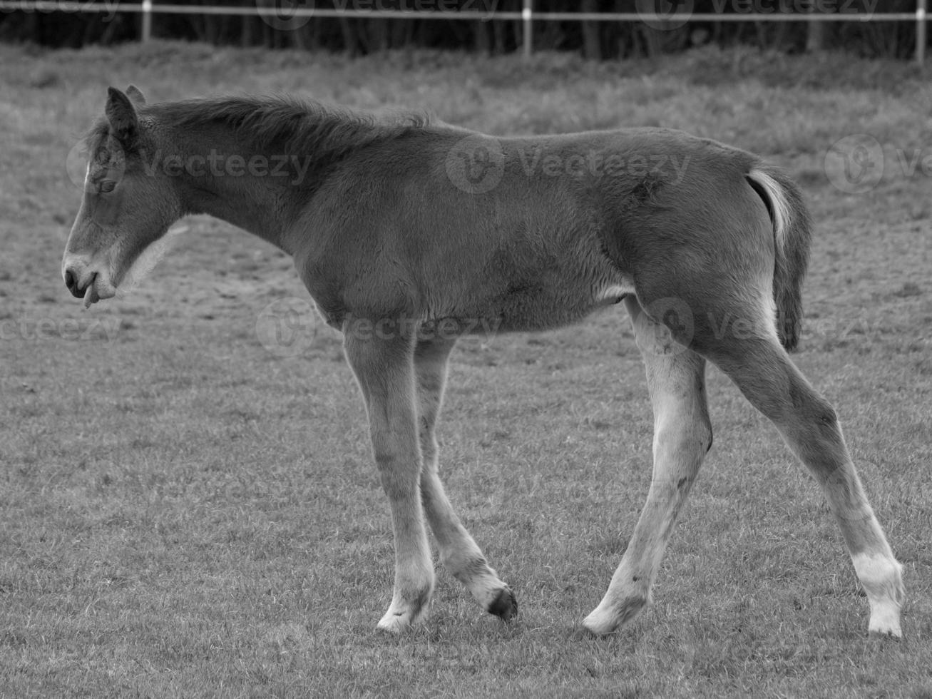 Pferde auf einer deutschen Wiese foto