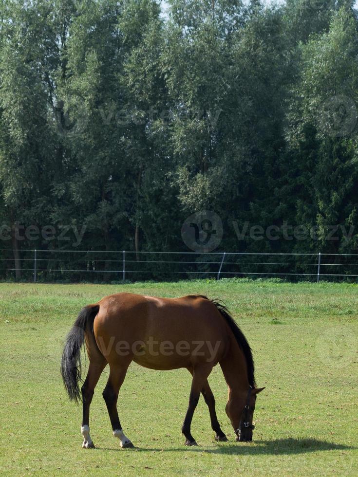 Pferde auf einer deutschen Wiese foto