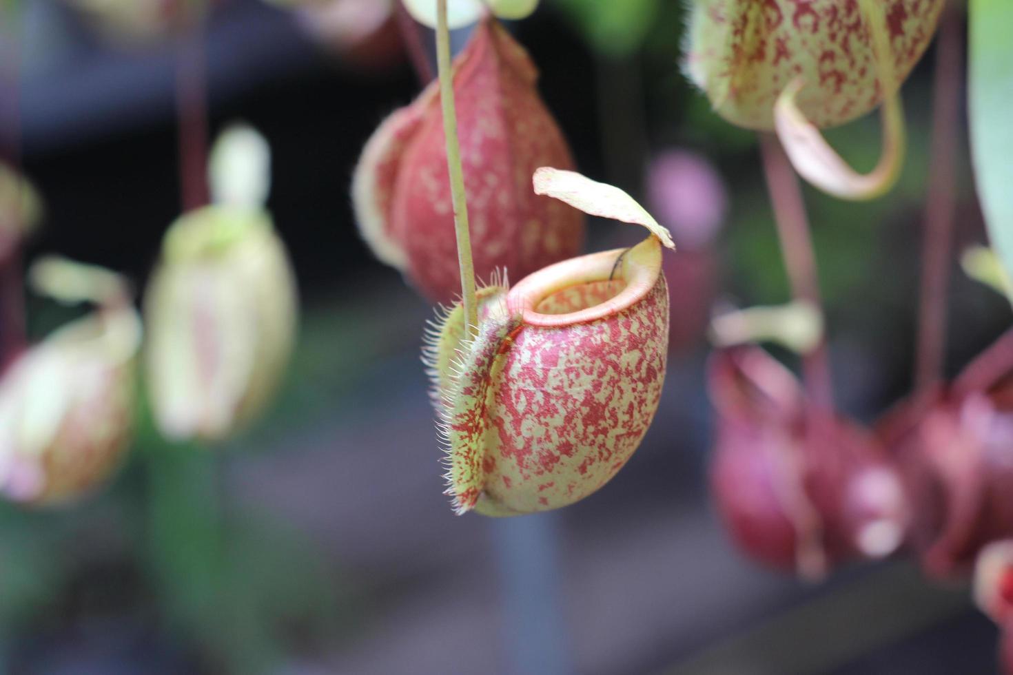 gefleckte Krüge von Nepenthes Baum foto