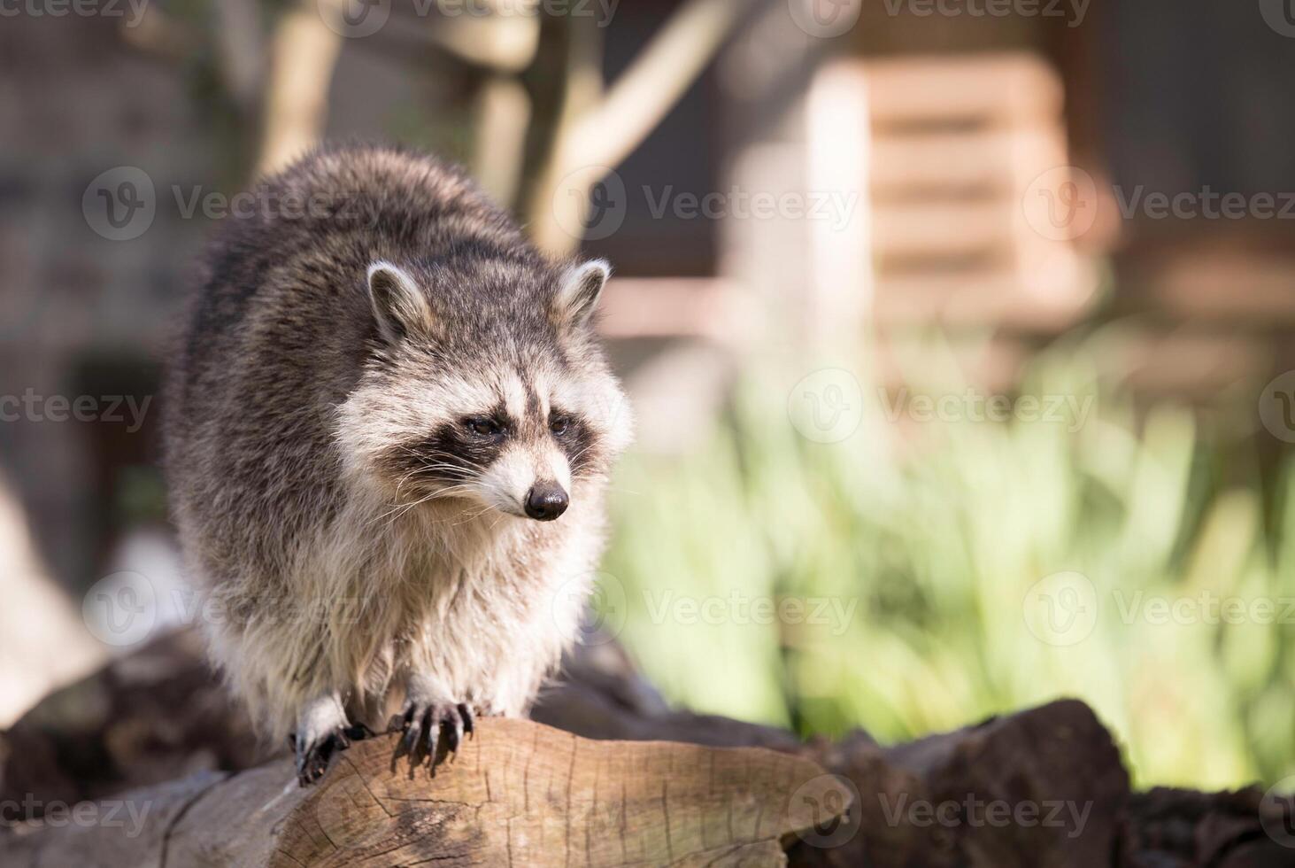 Waschbärkopf oder pelzige Tierwelt ist ein neugieriges Tier mit wildem Spaß für Säugetierwirbeltiere. the nature one animal und procyon lotor looking of carnivore eye, racoon zoo und to pro photo foto