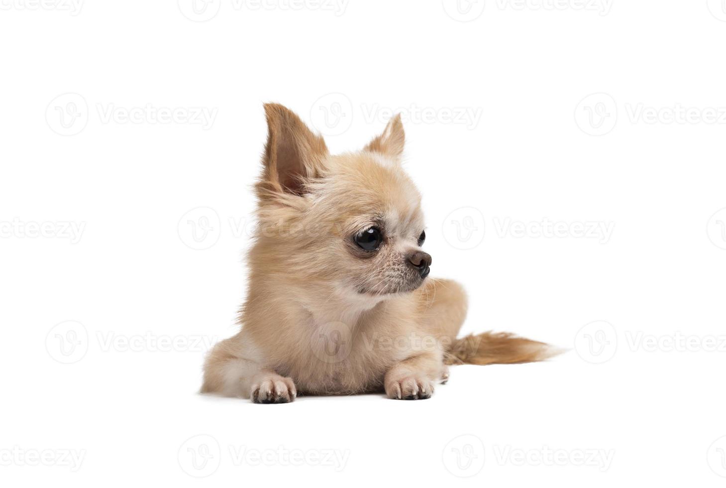 Süße kleine braune Chihuahua sitzen auf einem weißen Hintergrund. foto