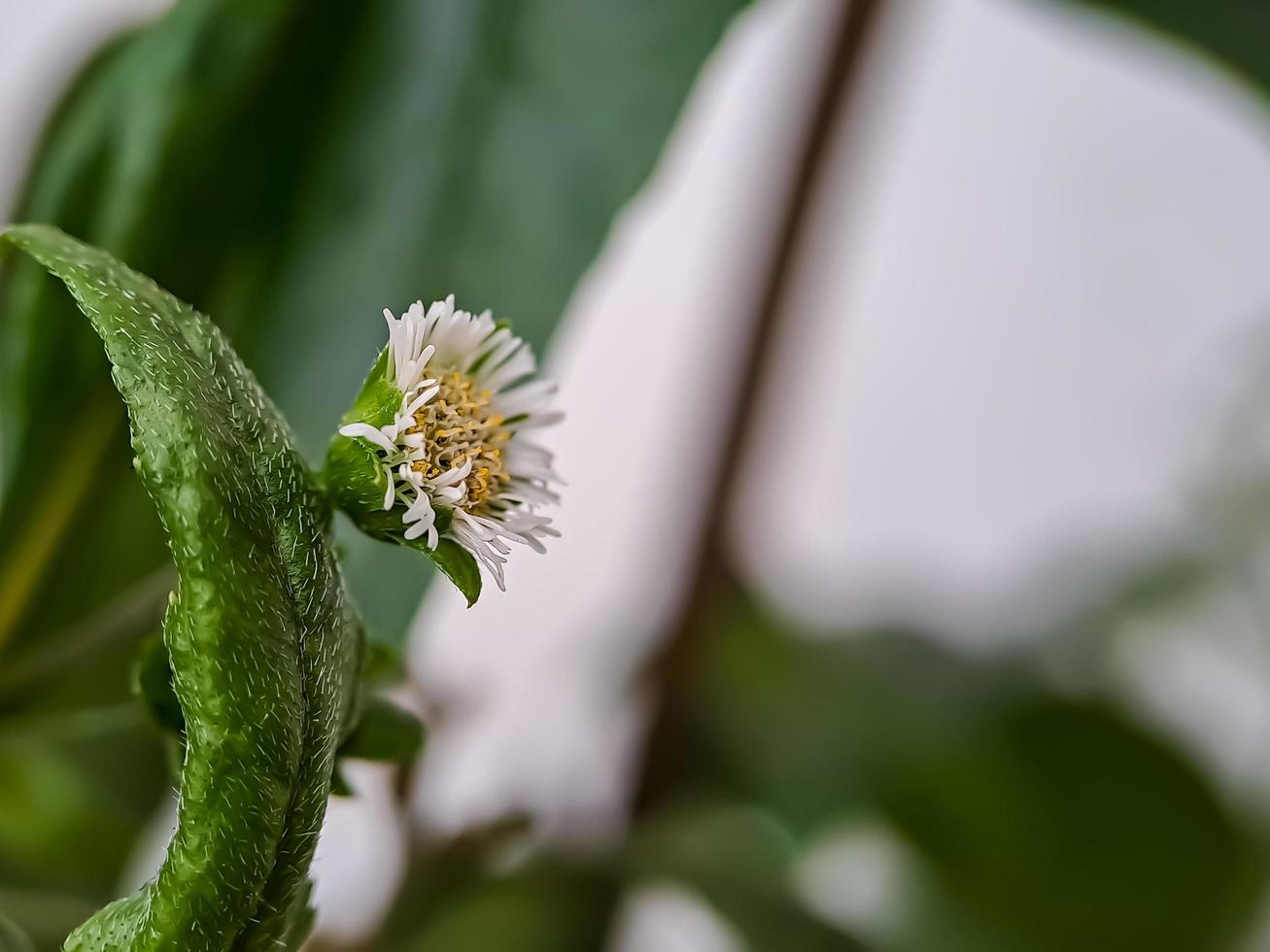 Makrofalsches Gänseblümchen, Yerba de Tago, Karisalankanni und Bhringraj, ist eine Pflanzenart aus der Familie der Sonnenblumen foto