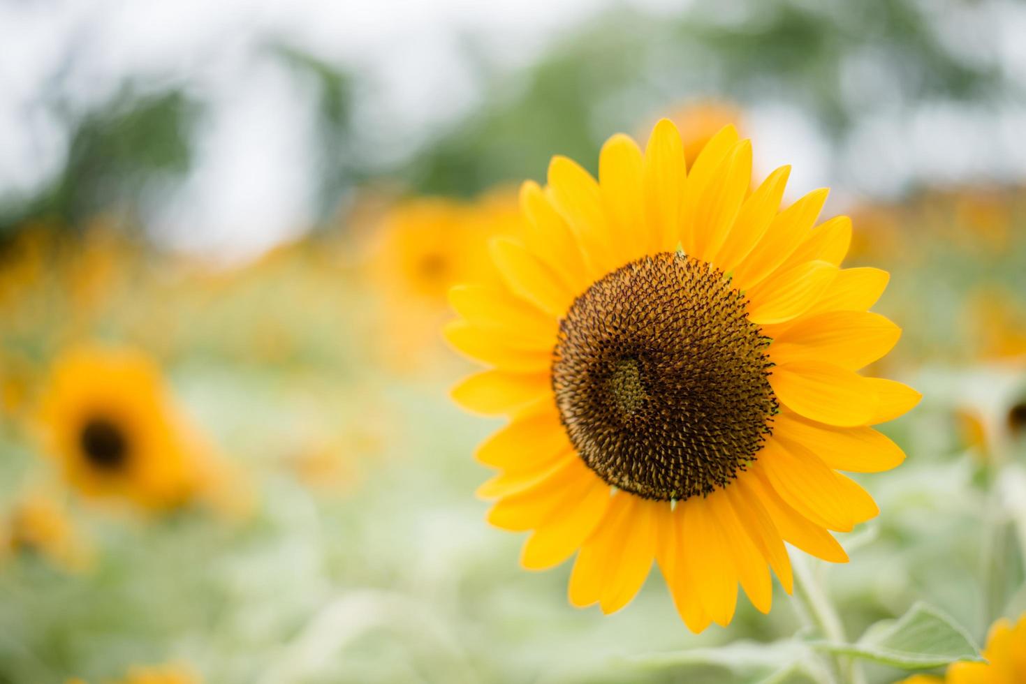 Nahaufnahme einer blühenden Sonnenblume in einem Feld mit unscharfem Naturhintergrund foto