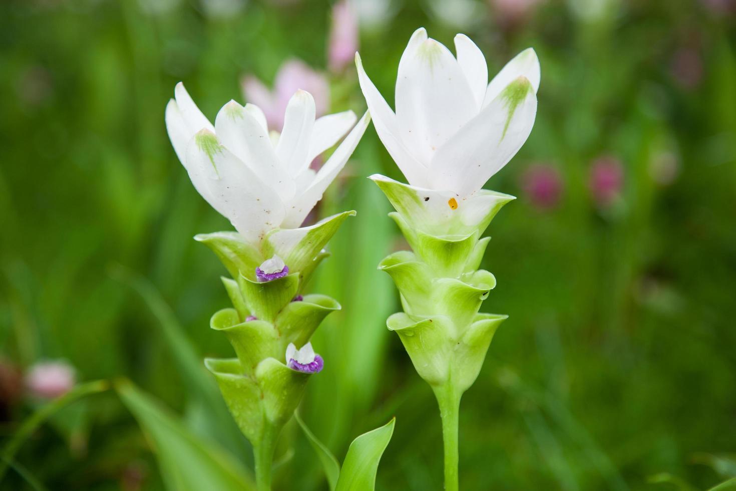 weiße Blumen im Park foto