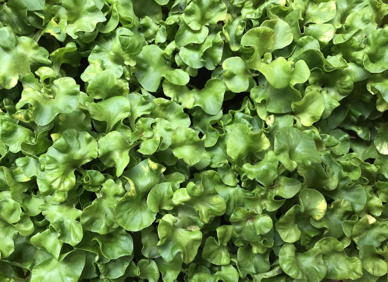 Bodendecker aus grünem Blatt foto