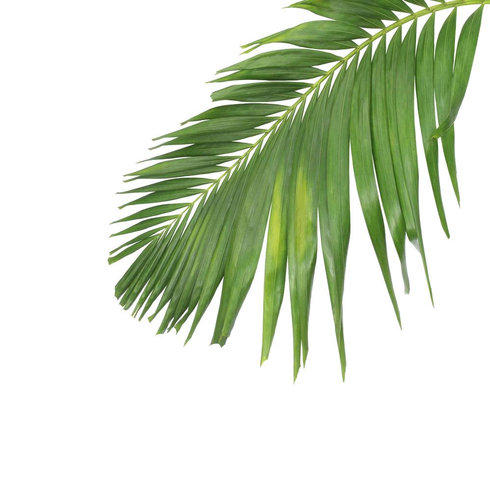 grünes Kokosnussblatt auf Weiß foto