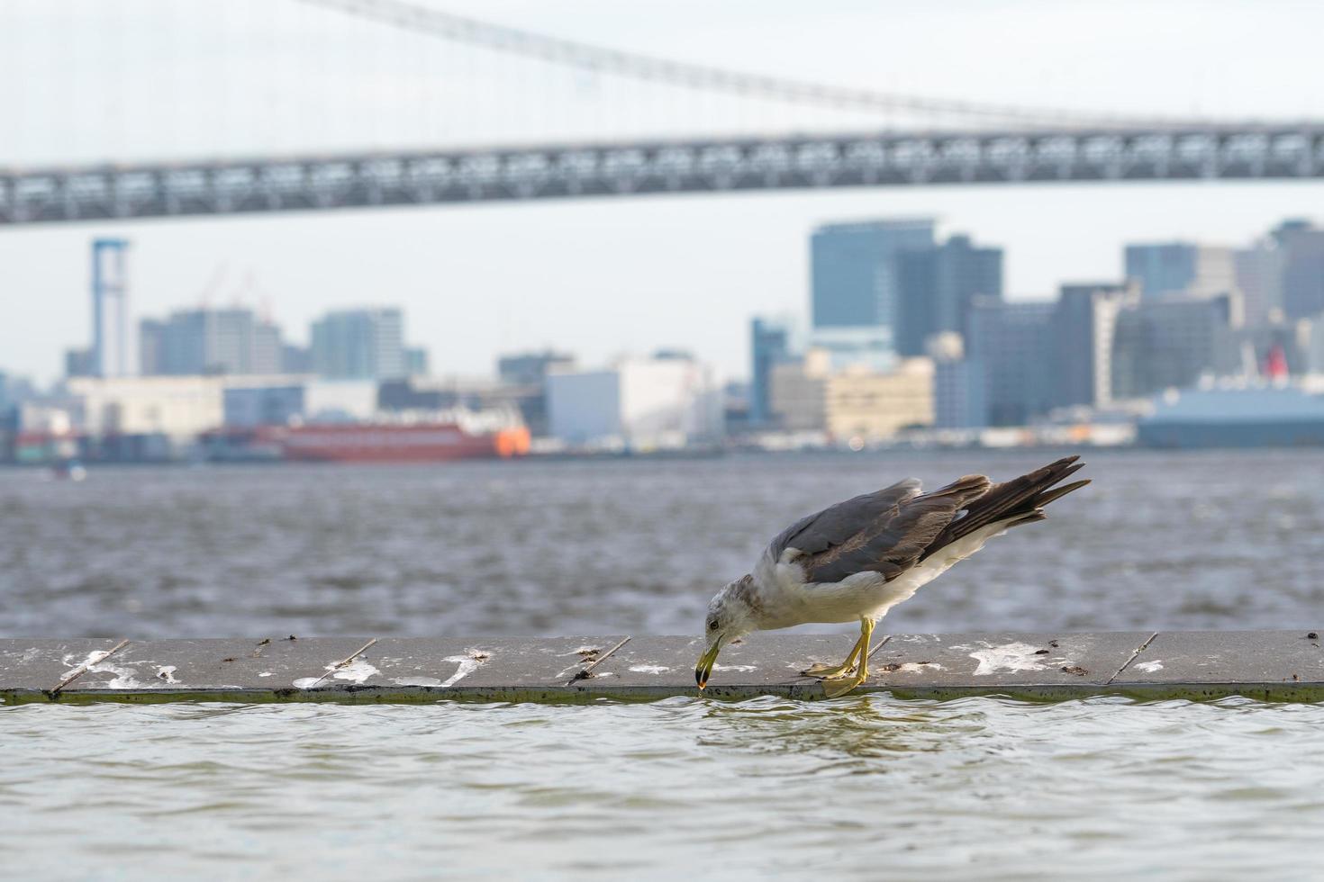 Vogel am Wasser in Tokio foto