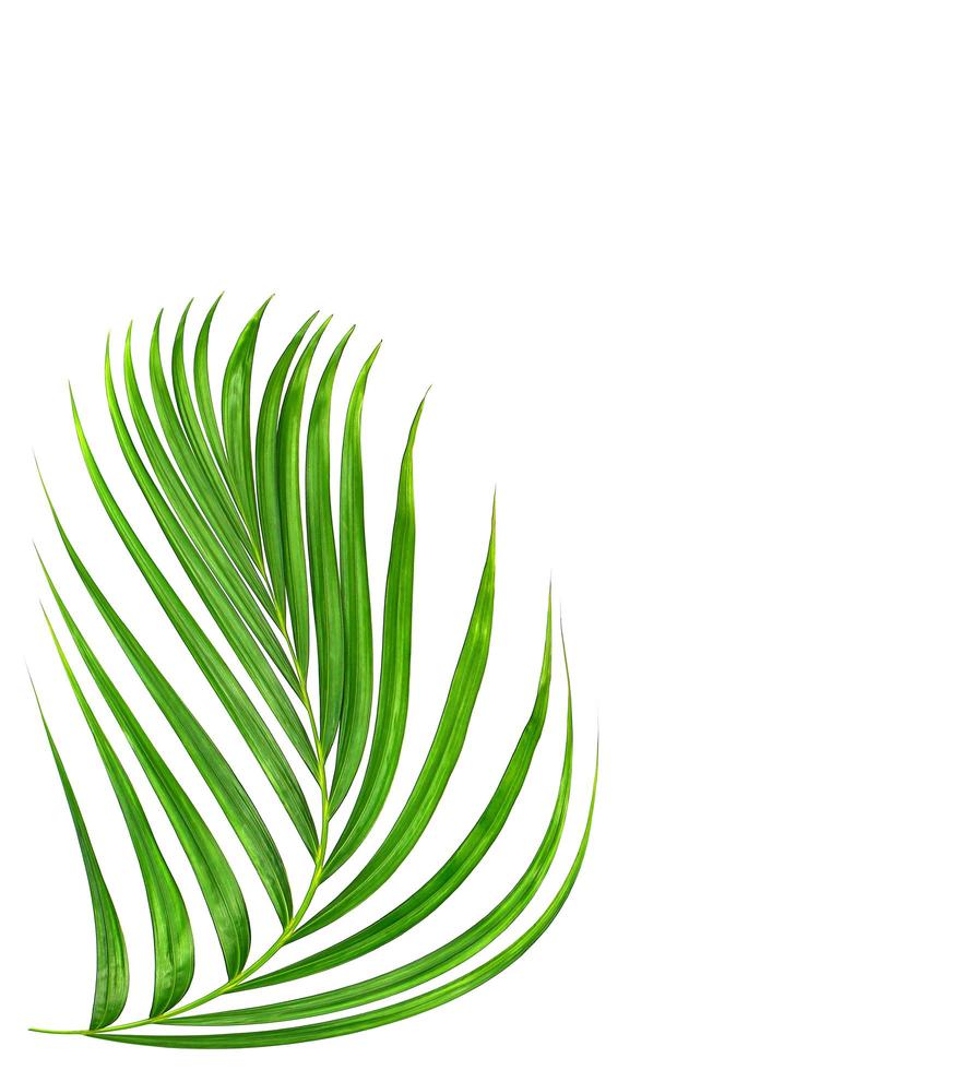 gebogenes grünes Pflanzenblatt foto