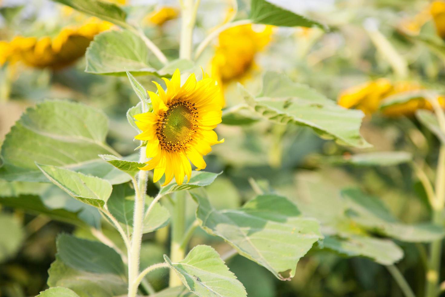 Sonnenblumen auf einer Sonnenblumenfarm foto