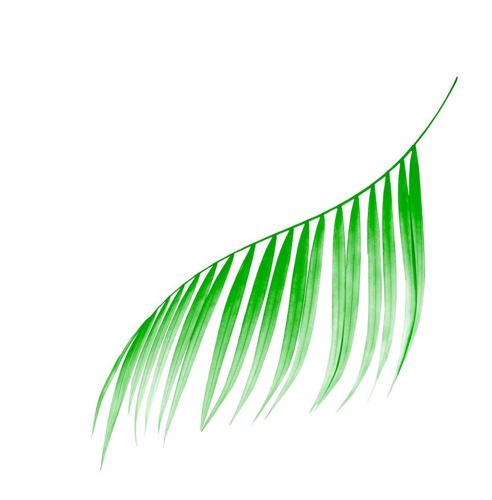 Seitenansicht eines mintgrünen Blattes foto