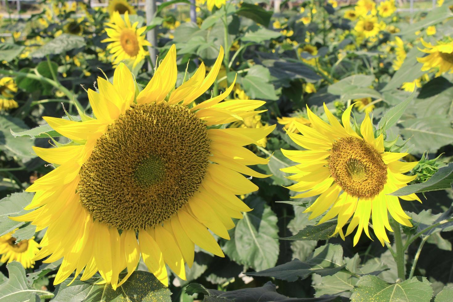 Sonnenblumen während des Tages foto